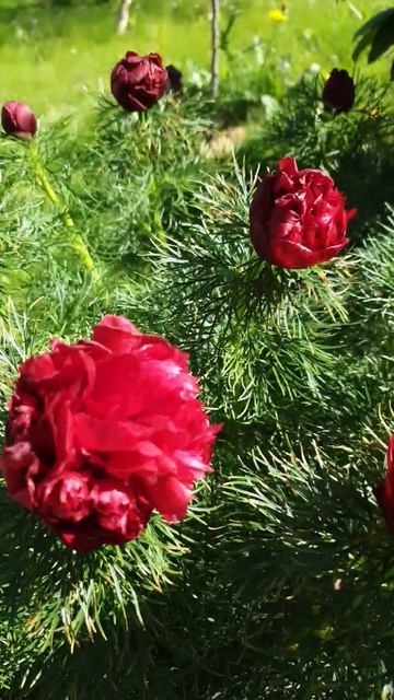 Пион тонколистный Rubra Pleno #пионы #пионтонколистный #rubrapleno #tenuifolia #бодровцветовод