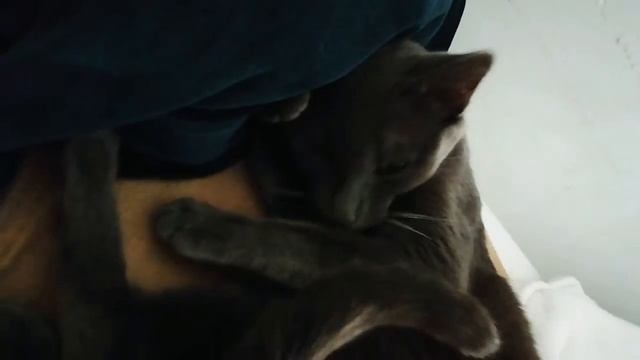 Russian Blue Cat. Порода кошек Русская Голубая в Португалии 🇵🇹 смотреть онлайн