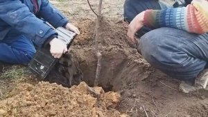 Посадка плодового дерева