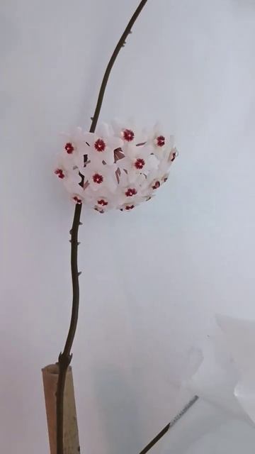 Хойя цветет) смотреть онлайн