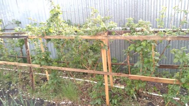 Прогулка по саду после дождя. смотреть онлайн