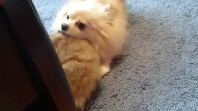 Померанский шпицмесяц