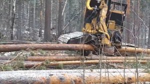Валка леса процессором Tigercat