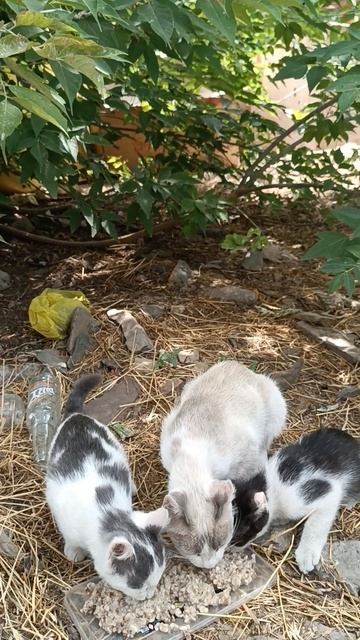 Сегодня пришли покушать мама кошка Сильвия и её два котёнка.#спасение_и_помощь #cat #животные смотреть онлайн