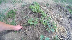 Теплые грядки В  И Розума Часть 2  Посадили арбузы и дыни
