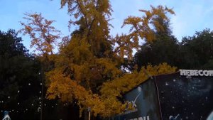 Золотая осень, красавица гинкго билоба! Лазаревское, Сочи 1 декабря 2023