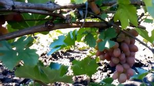 УРожай винограда юхд 2015 год