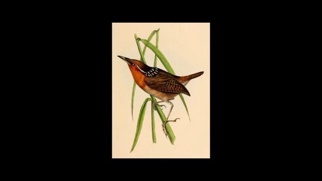 Passaro uirapuru verdadeiro смотреть онлайн