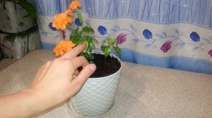 Кроссандра. Размножение черенками. 2 часть.
