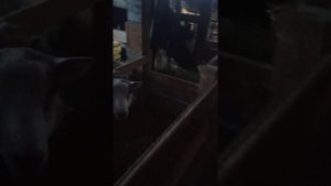 Переехали из ГОРОДА в СЕЛО Кого успели завести?