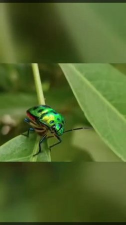 Beautiful Scintillating Beetle