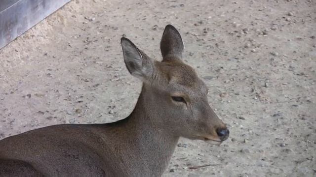 Япония Нара олени друзья человека 4