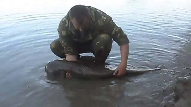 сом 1.4м смотреть онлайн