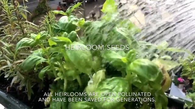 Open Pollinated Seeds Vs Hybrid Seeds