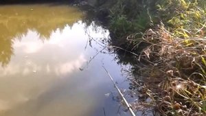 Выращивание рыбы (личный опыт) - контрольный облов карпа в Сетябре (Часть 8)