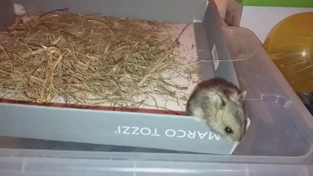 Малыши джунгарики, 4 недели смотреть онлайн