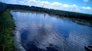 Искусственный пруд через пол года. Наблюдение.