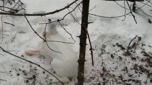 Охота на заяца петлями средний урал