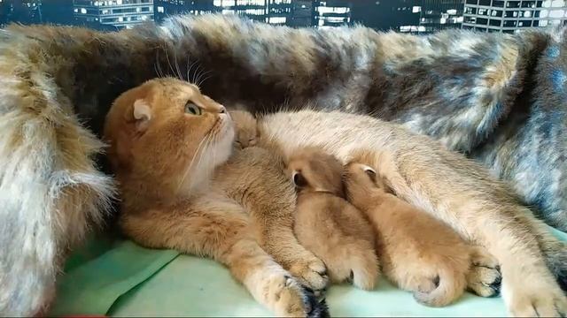 Мама Кошка с Родившимися Котями 🌼🥀🌼 смотреть онлайн