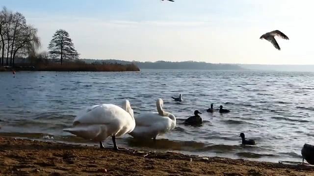 СКОРПИОН В ИЮЛЕ / Гороскоп для СКОРПИОНА на ИЮЛЬ 2024 год. смотреть онлайн