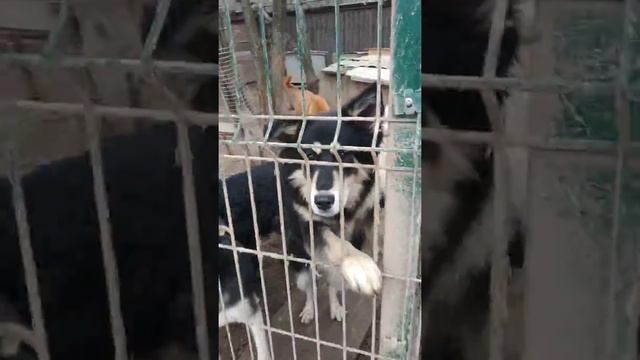 Приют выбери меня,в гостях у пушистых детей