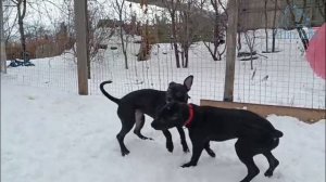 Свободные девчонки