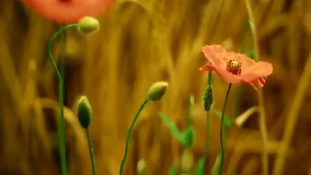 IL MIO SIGNORE E IL SALVATORE..BY EFA смотреть онлайн