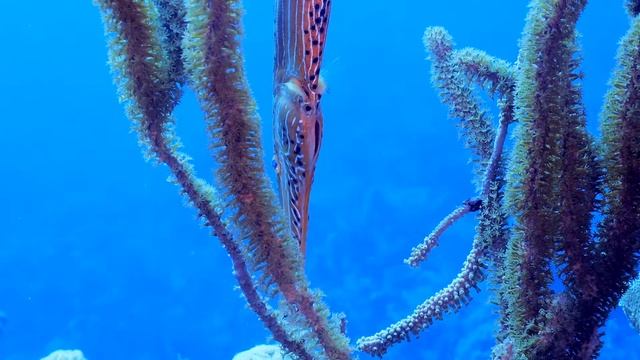 Trumpet Fish life смотреть онлайн