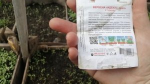 Семена вербены из Fix Price стоит ли покупать?