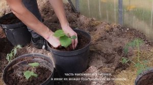 ОГУРЦЫ в горшках. СУПЕР способ выращивания