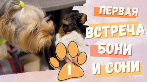 Боня и Соня – Первая встреча Бони и Сони | Мини мир йорков