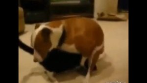 Dog Humping Face Compilation !!! Dog Humps His Own Face !!!
