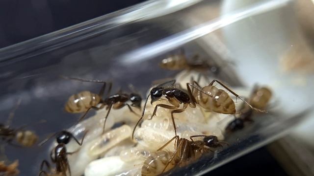 CAMPONOTUS ATRICEPS - Une superbe découverte a l'évolution explosive , fourmis d'Amérique . смотреть онлайн
