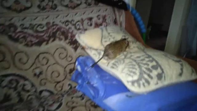 новый временный жилец смотреть онлайн