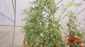 Сладкие томаты-черри, которые не растрескиваются! Это ЧЕРРИ-13 F1