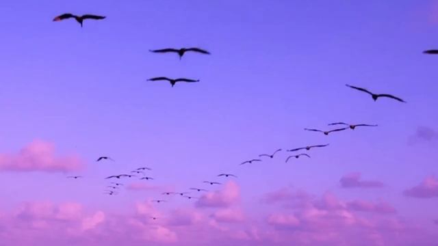 Годы словно птицы...(Pavel Gavrilov) смотреть онлайн