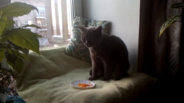 Плюша кушает тыкву. 2021 г. смотреть онлайн