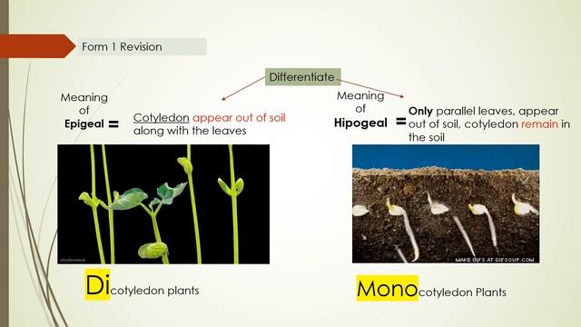 Sains itu mudah/DLP Science Form2 | Chapter 1 Classification of plant/Monocot & Dicot/PT3 смотреть онлайн