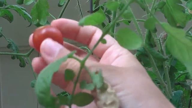 Picking The Cherry Chocolate Tomato смотреть онлайн