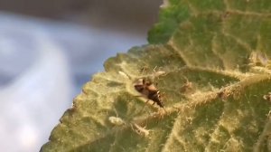 Insect Safari - Anthocoris nemorum zapping aphids - 20170725_1500