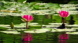 Профессиональные переходы с маской matte в Shotcut