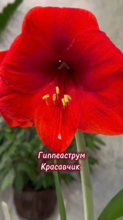 Зацвёл гиппеаструм