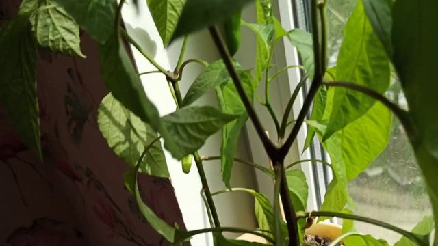 перец чилли на подоконнике смотреть онлайн