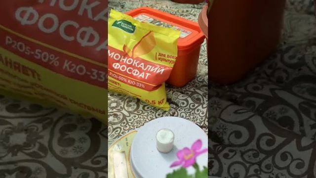 Подкормка однолетников при выращивании в кашпо ландшафт ампельныерастения бакопа цветы кашпо