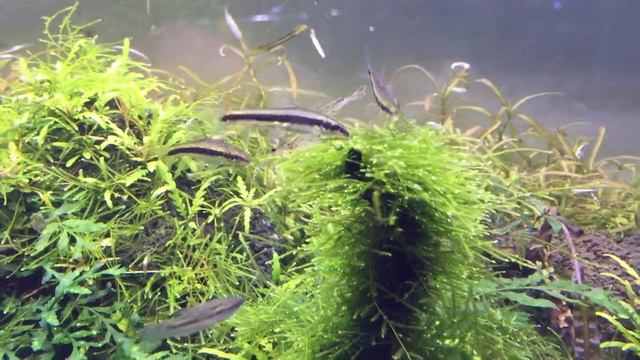 ネイチャーアクアリウム смотреть онлайн