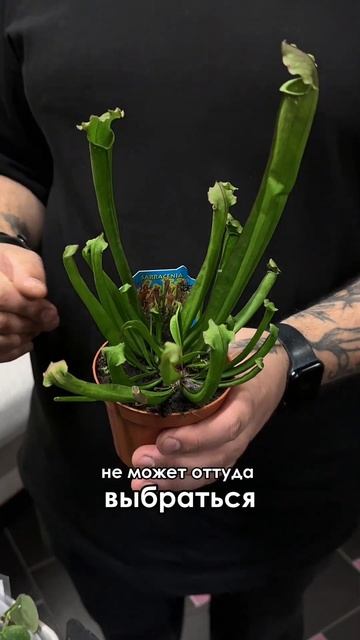 Растения в Казани! Смотри какая красота!  #maxgreenhome