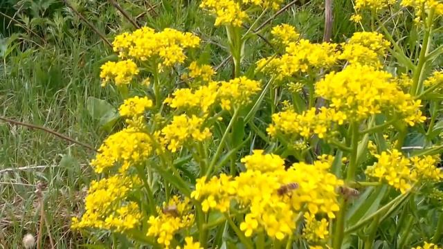 5 июня 2016 года, цветет дикая редька, болиголов и малина.