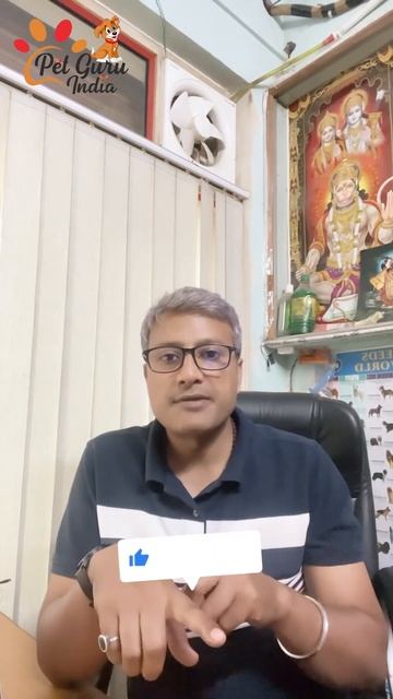 How to protect yourself from Rabies? What is anti rabies serum? #rabiesvaccine #Rabies #petguruindi смотреть онлайн