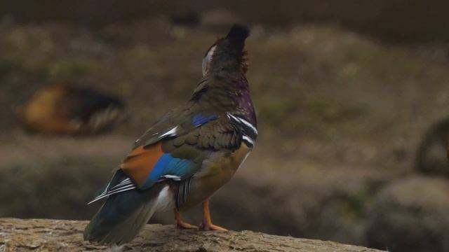 Fascinating Facts About Mandarin Ducks You Need to Know! 🦆🦆🦆 смотреть онлайн