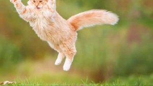 cat in blender video 😯 l cat blender twitter video l cat in a blender video